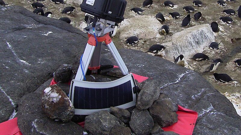 An automated camera monitoring an Adélie penguin colony at Mawson