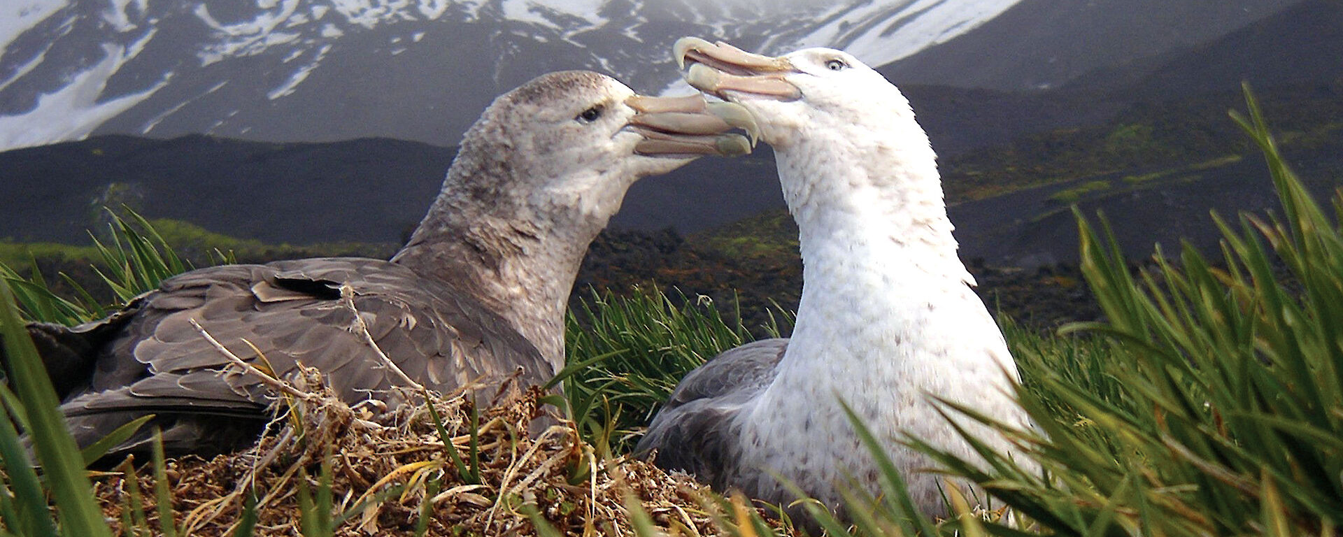 A pair of southern giant petrels on Heard Island