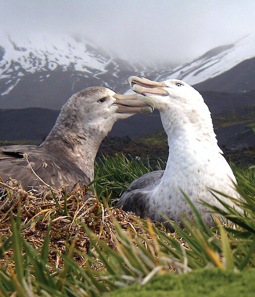 A pair of southern giant petrels on Heard Island