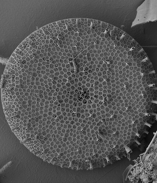 An alien like disc — zoomed image of phytoplankton