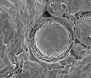 Microscopic image of a round globule of hand cream