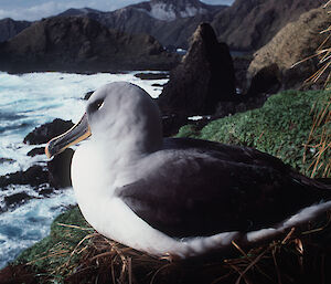 Grey-headed Albatross on its nest overlooking the shore