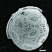 Microscopic view of shell plate development of the coccolithophorid, Emiliania huxleyi, under current atmospheric carbon dioxide levels.