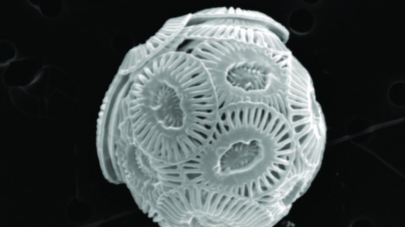 Microscopic view of shell plate development of the coccolithophorid, Emiliania huxleyi, under current atmospheric carbon dioxide levels.