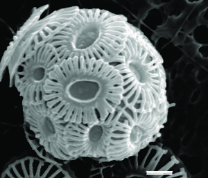 Microscopic view of a coccolithophorid showing incomplete shell plate growth under higher carbon dioxide concentrations.