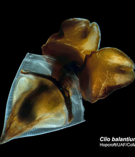 A pteropod, which is a planktonic, snail-like animal