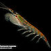 An Antarctic krill (Euphasia superba).