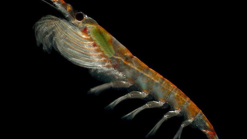 An Antarctic krill (Euphasia superba).