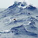 Bird flying close to the surface of a wave in the southern ocean