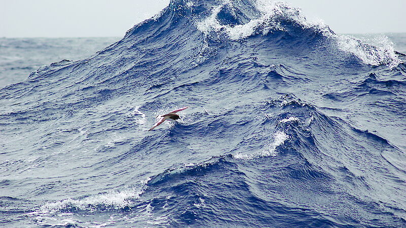 Bird flying close to the surface of a wave in the southern ocean
