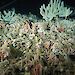 Reef of cold water corals, gorgonians and sponges