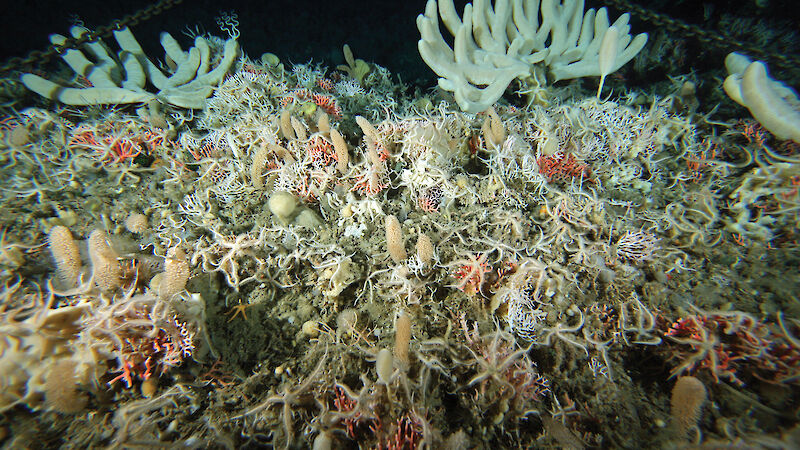Reef of cold water corals, gorgonians and sponges