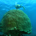 Diver swimming over a massive Porites coral.