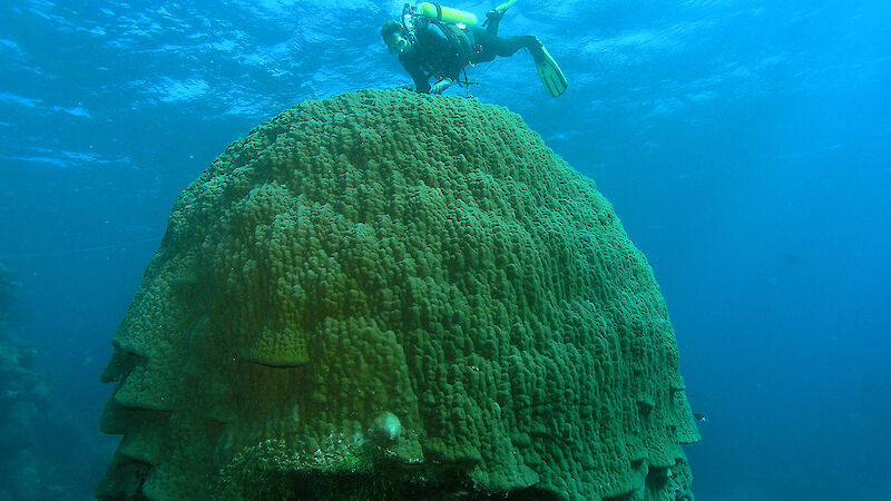 Diver swimming over a massive Porites coral.