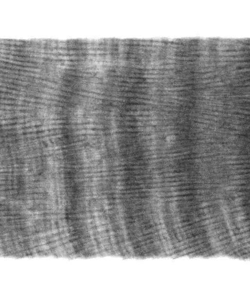 A positive print of an X-ray of a coral slice showing the annual density banding pattern.