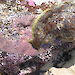 'Sea hare’ with pink egg masses on rock