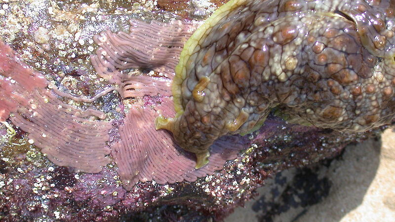 'Sea hare’ with pink egg masses on rock