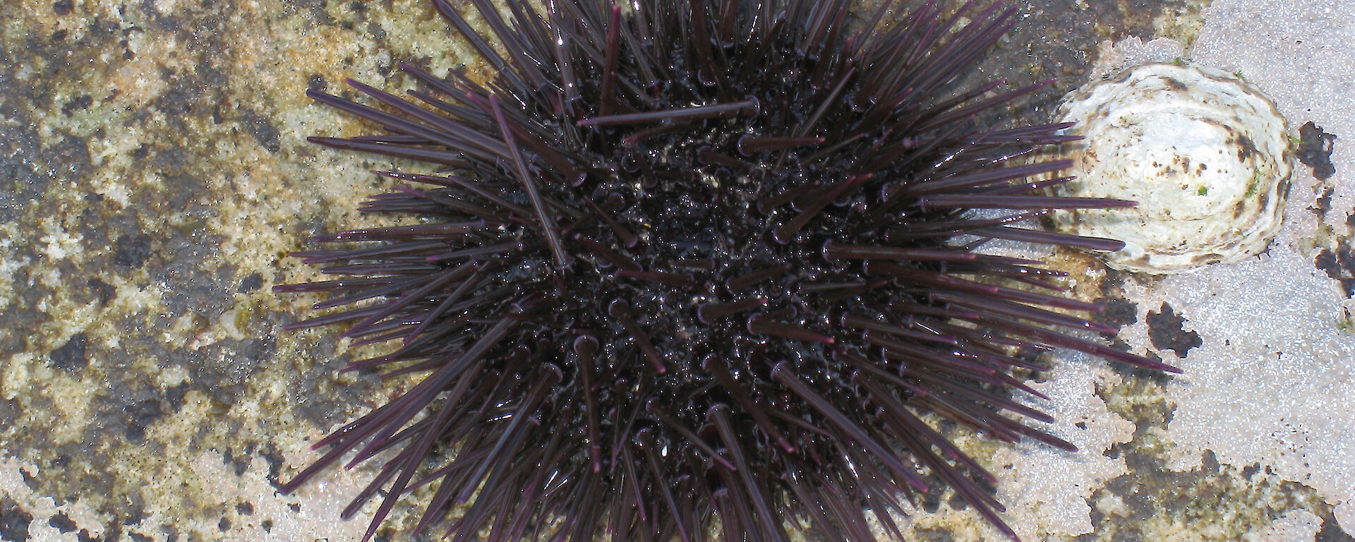 Sea urchin on rock