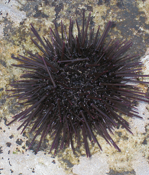 Sea urchin on rock