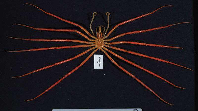 A giant sea spider (pycnogonid)