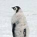 An emperor penguin fledgling with a small satellite tracker glued to its back.