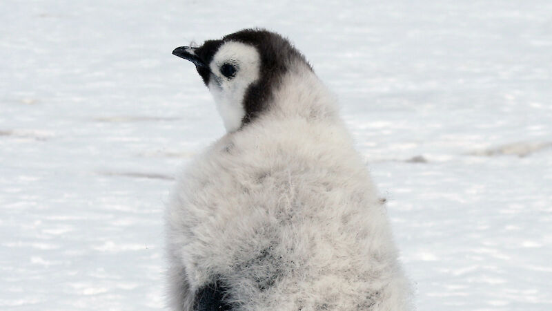 An emperor penguin fledgling with a small satellite tracker glued to its back.