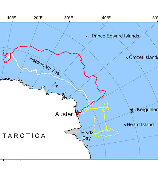 Map showing three of the longest tracks recorded of young emperor penguins on their first foraging trip, during the Auster study in 2006–07.