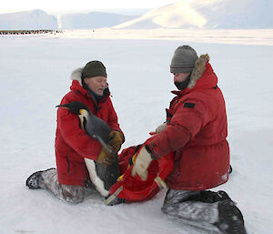 Gary and a colleague wrap up a penguin for sampling