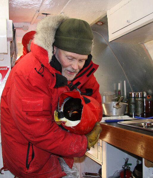 An emperor penguin is wrapped in a jacket so that samples can be taken from its mouth and cloaca.