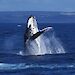 Humpback whale breaching