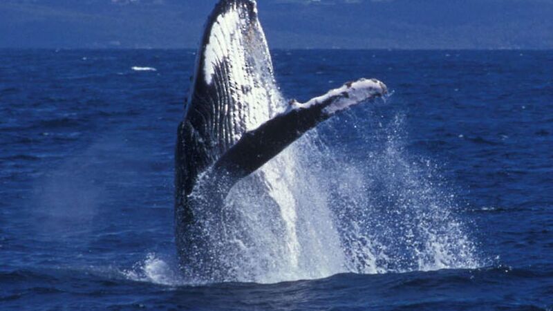 Humpback whale breaching