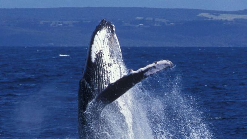 Humpback whale breaching