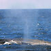 A blue whale off Rottnest Island, Western Australia.