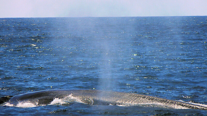 A blue whale off Rottnest Island, Western Australia.