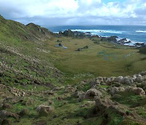 Landscape of the vegetation on Macquarie Island