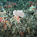 Ocean floor, covered in coral, brittle stars and other organisms