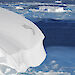 Snow petrel in flight, with ice cliff and icy sea in the background