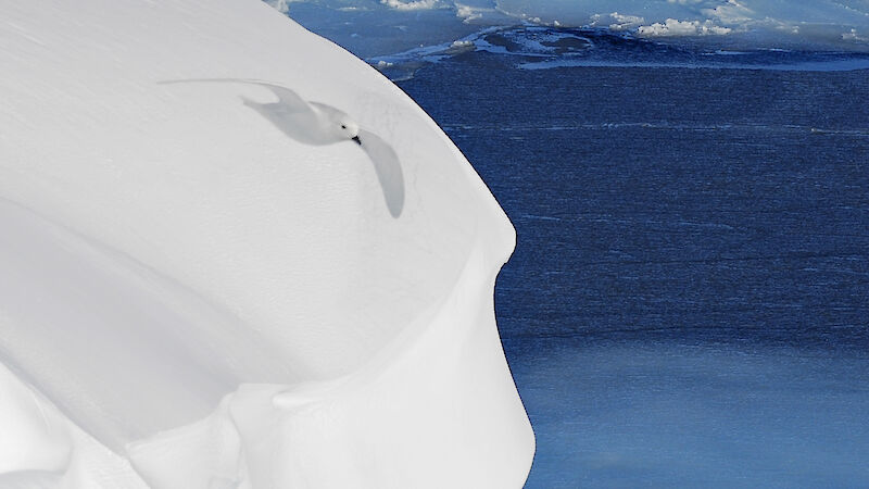 Snow petrel in flight, with ice cliff and icy sea in the background