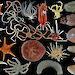 A collection of star fish and sea cucumbers.