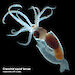 Translucent cranchid squid larva, 10mm in length