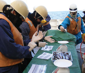 Japanese scientists measure the pelagic fish Pleuragramma antarcticum.