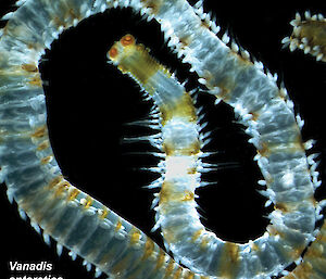 A marine worm (Vanadis antarctica) from the macro-zooplankton.