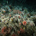 An octopus (left) glides through an underwater garden of corals, sponges and starfish.