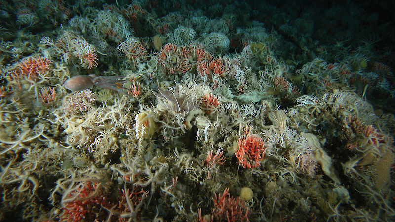 An octopus (left) glides through an underwater garden of corals, sponges and starfish.