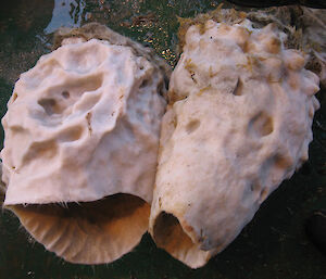 Giant glass sponges from the Antarctic can grow to 1.5m tall.