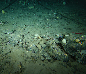 Rocky sea bed between 1600 and 2000 metres depth.