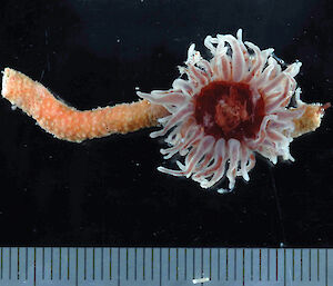A sea anemone attached to a branch of a cold-water coral.