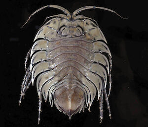 A serolid isopod — related to the slaters.