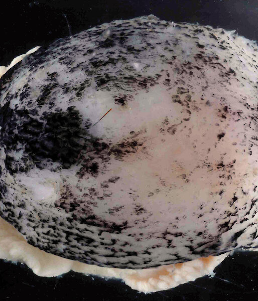 A large sea-slug or a gastropod mollusc without a shell.