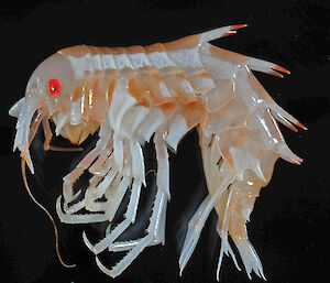 Amphipod crustacean with a hard spiny external skeleton.